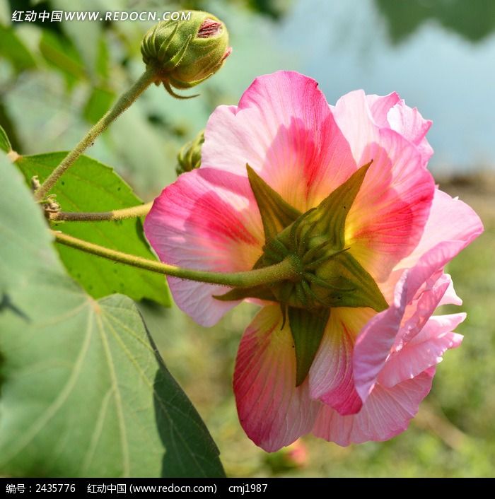 ������ľܽ�ر���ͼƬ