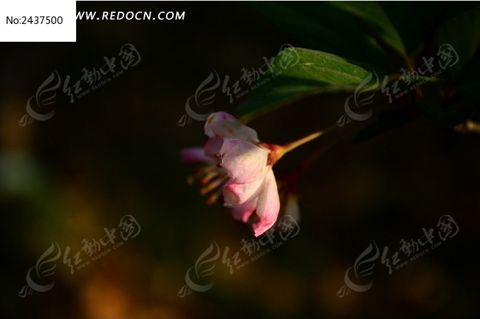 �����µĴ�˿����ͼƬ