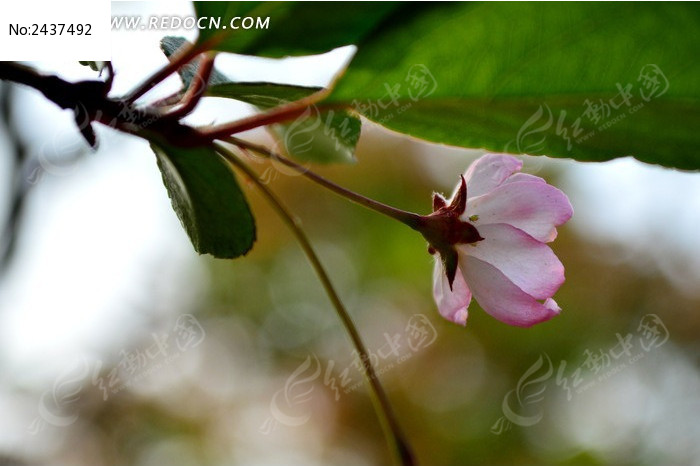 ��Ҷ��Ĵ�˿����ͼƬ