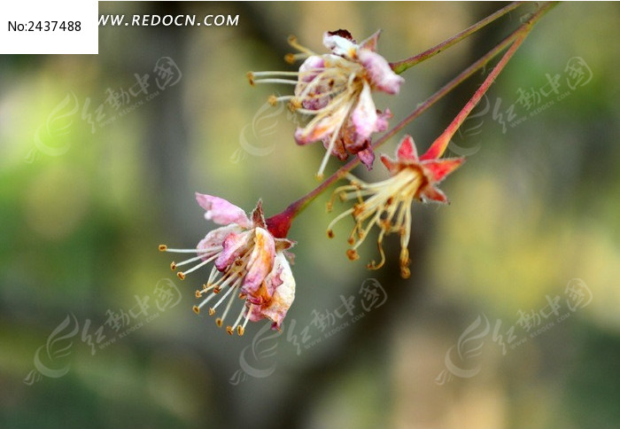 ����Ĵ�˿����ͼƬ