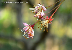 �ʻ�����