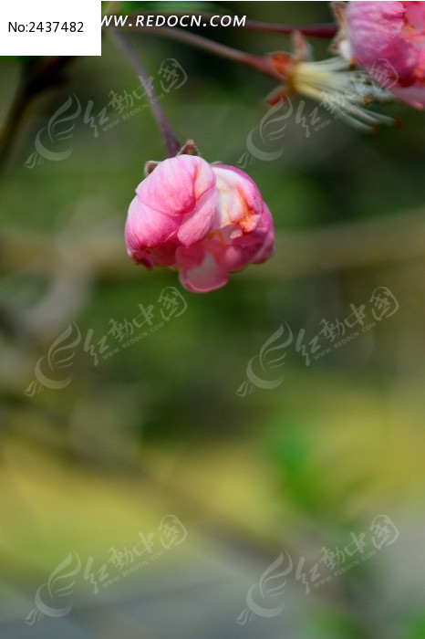 �������ŵĴ�˿����ͼƬ