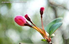 ���ʻ���˿����