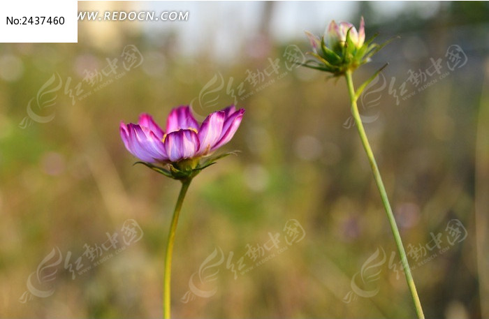 ʢ�ŵĲ�˹�ղ���ͼƬ