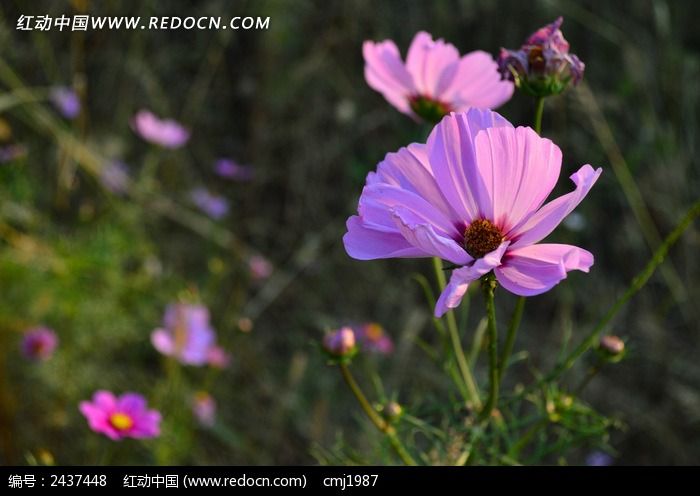 ���������ķ�ɫ��˹��ͼƬ