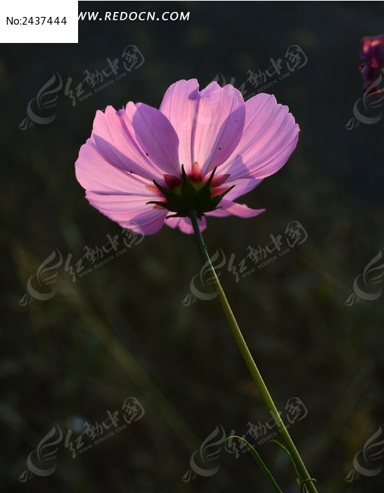 ͨ͸�ķ�ɫ��˹��ͼƬ