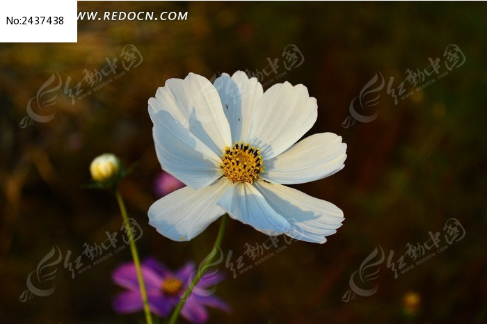 �����覵Ĳ�˹��ͼƬ