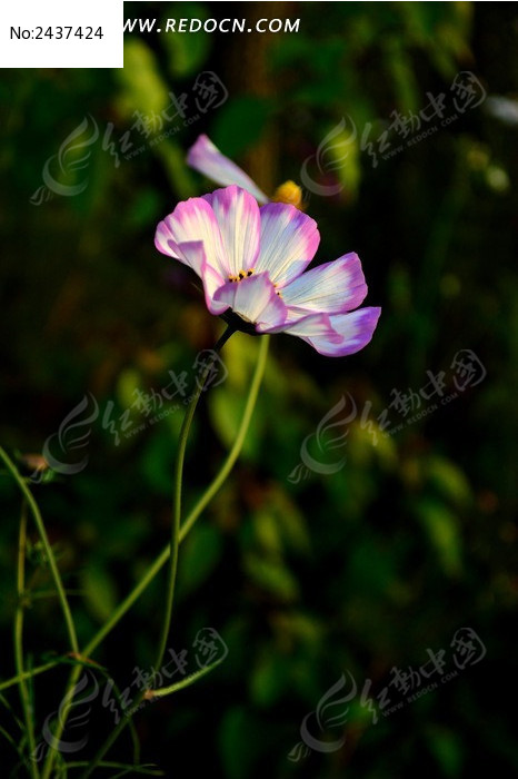 �����ķ�ɫ�߲�˹��ͼƬ