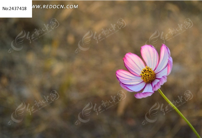 �׷�ɫ��˹��ͼƬ