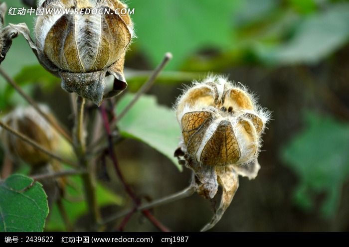 可爱漂亮的木芙蓉果实