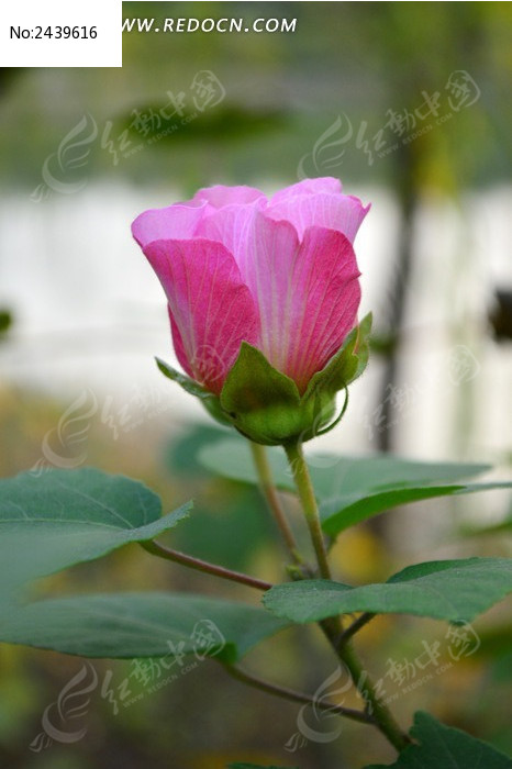 �뿪��ľܽ��ͼƬ