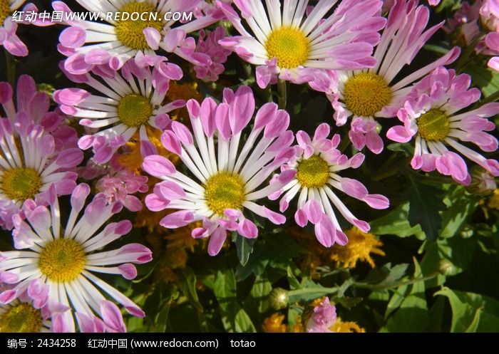 �ÿ�����ɫ�ջ�ͼƬ