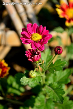 �տ�����