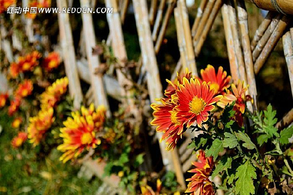 ʢ����С�ջ�