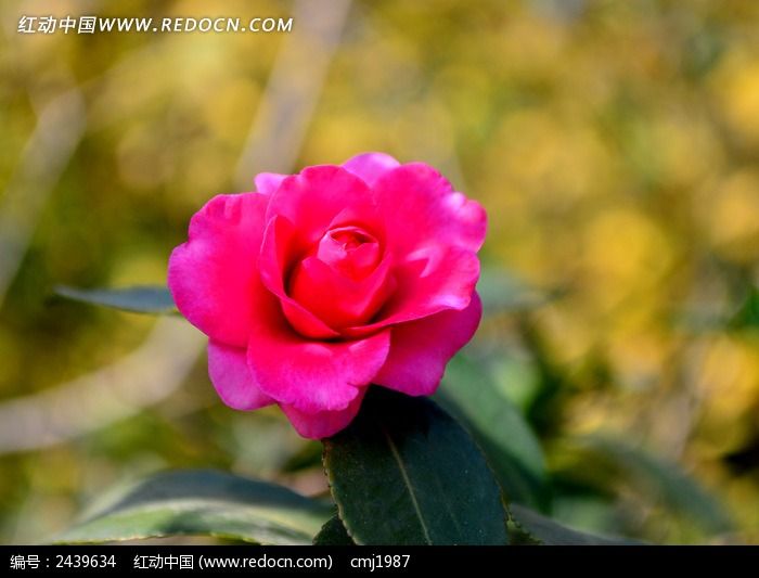 �ɰ������Ĳ�÷ͼƬ