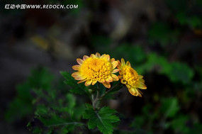 ����С��