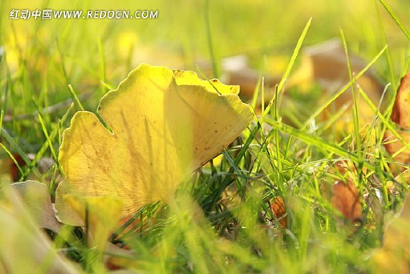 ��ɫ������Ҷ