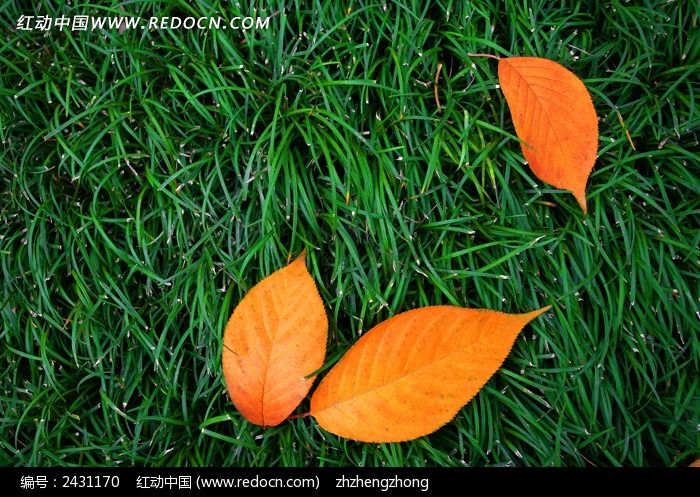 �ݴ���ĳ�ҶͼƬ