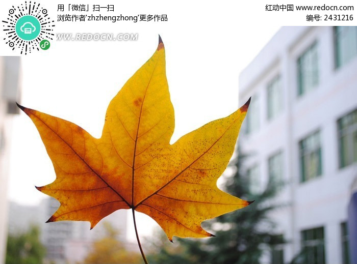 �������һƬ��ҶͼƬ