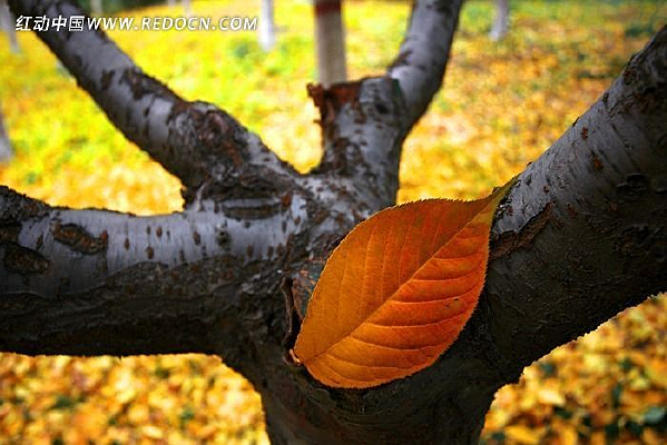 ���������ĺ�Ҷ