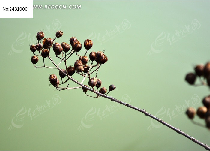 Ư������ɫ��ʵͼƬ