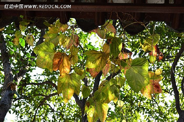 �����µ���Ҷ