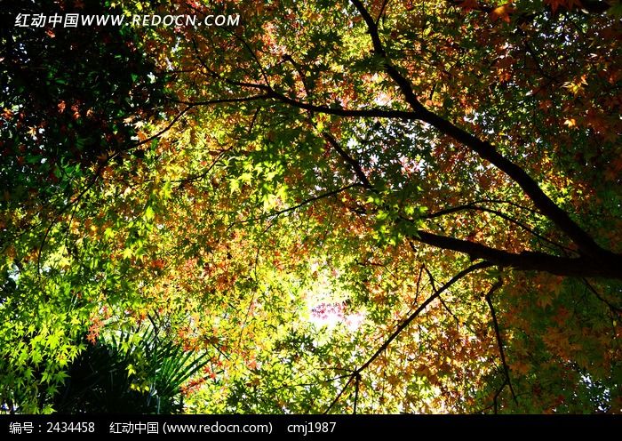 Ѥ���ޱȵķ���ͼƬ