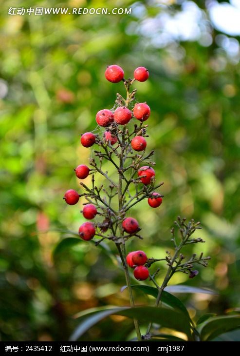 �ɰ���Բ�κ�ɫ��ʵͼƬ