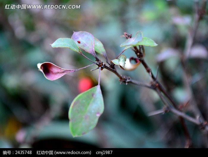 �＾��������֦ͼƬ