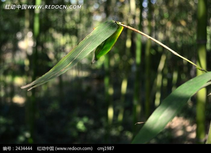 ��������ҶͼƬ