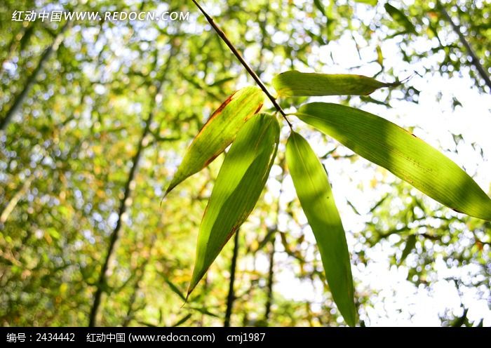 �����µ���ҶͼƬ