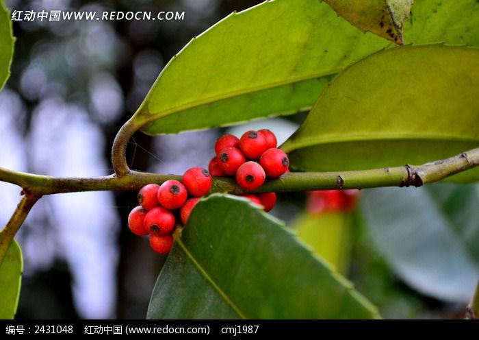 ��ɫ��֦�ϵĺ�ɫ����ͼƬ