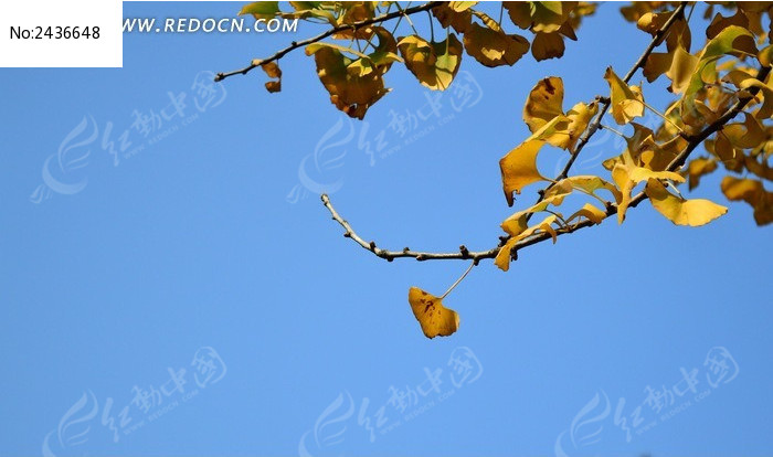 ����µ���������ͼƬ