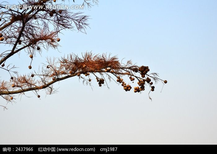 ����½������֦ͼƬ