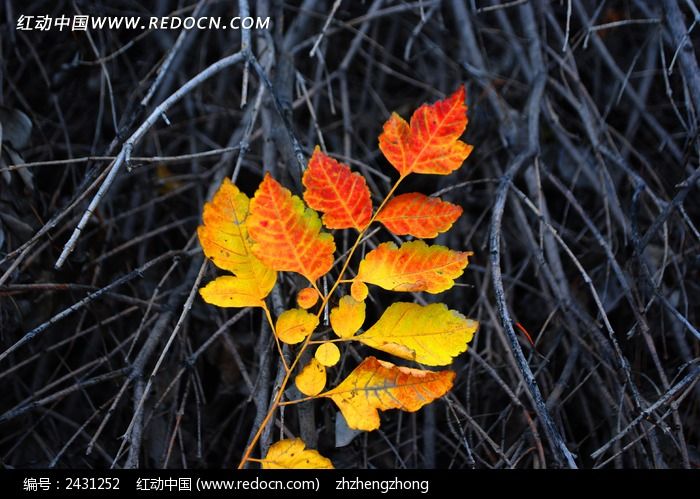 ��֦��ĺ�ҶͼƬ