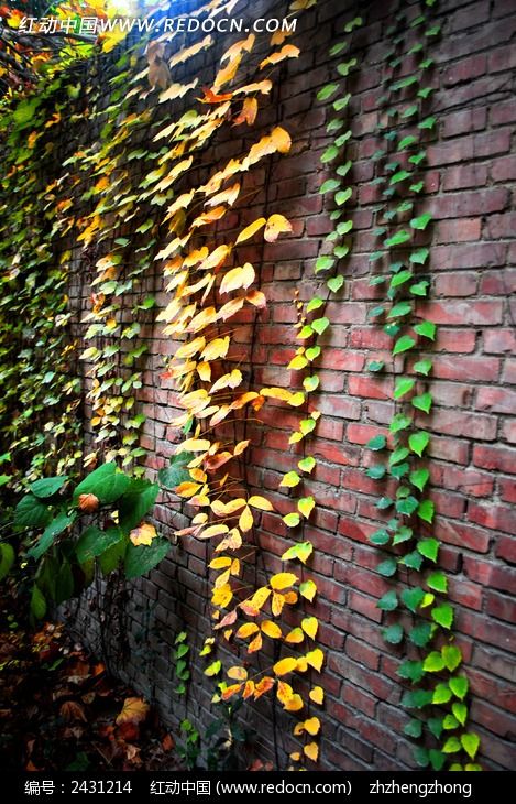 ����ǽ�����ҶͼƬ