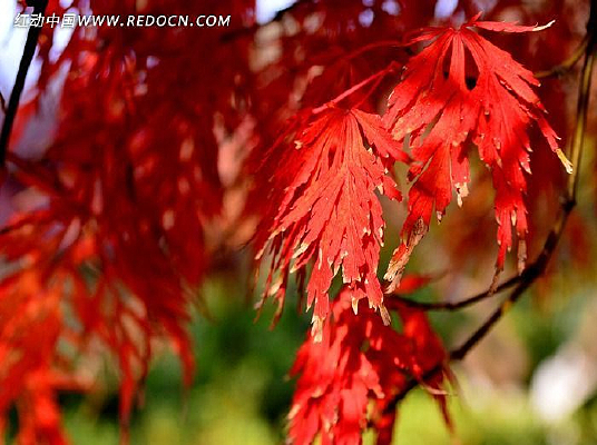 ������Ҷ