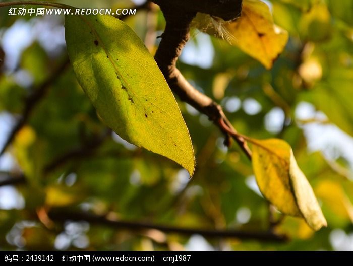 ����ɫ��ҶͼƬ