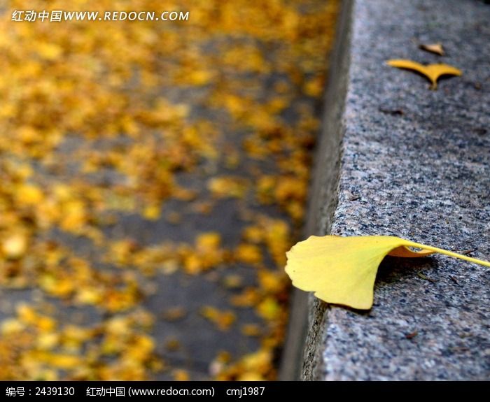 ̨���ϵ�����ҶͼƬ