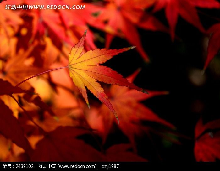 �������ҵķ�ҶͼƬ