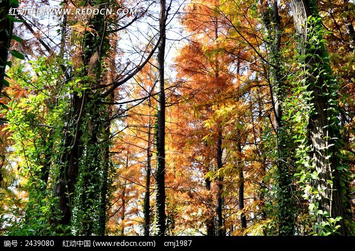 �＾����������ͼƬ