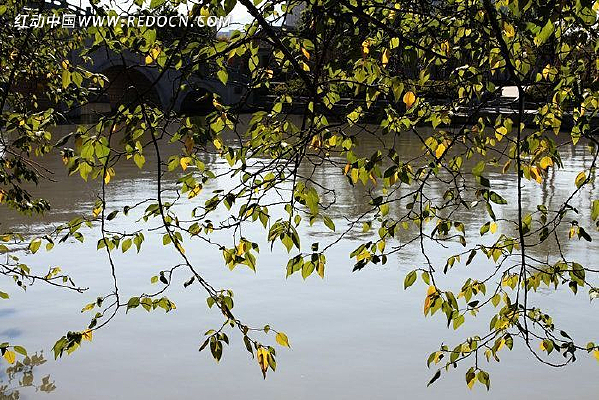 ��ɫ��Ҷ��