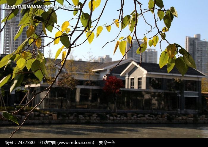 ���ϵ���ҶͼƬ