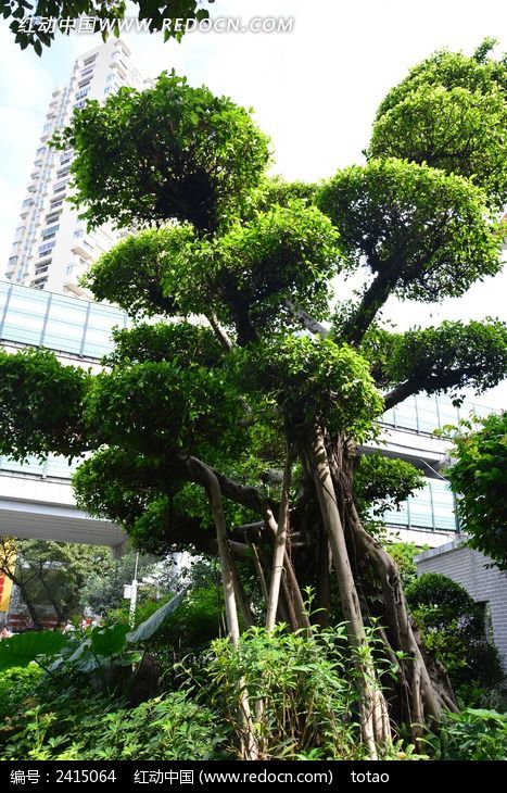 ���ݶ��ӿ�̻���ľͼƬ