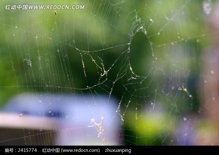 残破的蜘蛛网