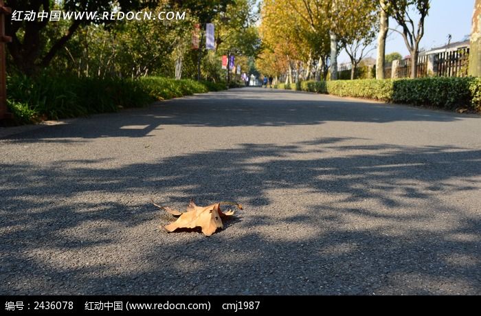 ��·�ϵ���ҶͼƬ