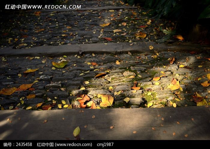 ʯ���ϵ���ҶͼƬ