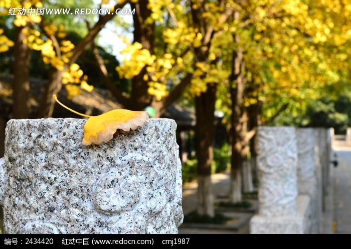 �ŵ�����ϵ�����ҶͼƬ