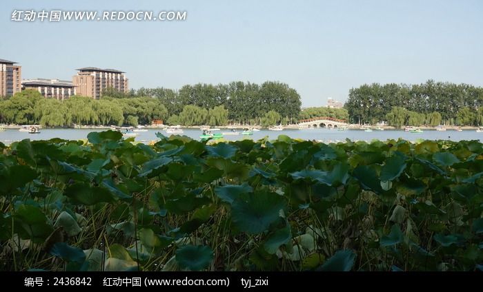 ��԰ï�ܵĺ�ҶͼƬ