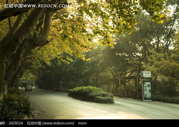 杭州杨公堤公路上的梧桐树图片